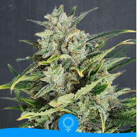 La Semilla - Original Cinderella (Autoflowering) La Semilla - Original Cinderella (Autoflowering)