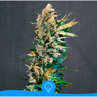La Semilla - Original Kush (Autoflowering) La Semilla - Original Kush (Autoflowering)