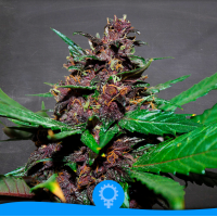 La Semilla - Púrpura (Autoflowering) La Semilla - Púrpura (Autoflowering)