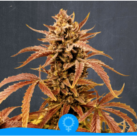 La Semilla - Stracciatella Cream (Autoflowering) La Semilla - Stracciatella Cream (Autoflowering)