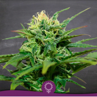 La Semilla - La Galena (CBD) (Feminized) La Semilla - La Galena (CBD) (Feminized)