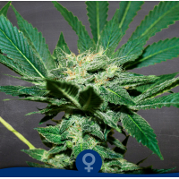 La Semilla - Black Dragon (Feminized) La Semilla - Black Dragon (Feminized)