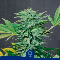 La Semilla - Black N´ Roses (Feminized) La Semilla - Black N´ Roses (Feminized)