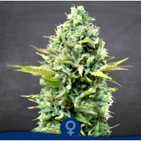 La Semilla - Critical Candy (Feminized) La Semilla - Critical Candy (Feminized)