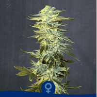La Semilla - Double Cheesecake (Feminized) La Semilla - Double Cheesecake (Feminized)