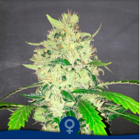 La Semilla - Orión (Feminized) La Semilla - Orión (Feminized)