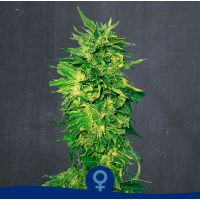 La Semilla - Pellezino Blondie (Feminized) La Semilla - Pellezino Blondie (Feminized)