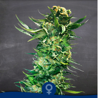 La Semilla - TERMINATOR (Feminized) La Semilla - TERMINATOR (Feminized)