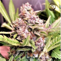 Prana Medical - CHERRY HELL'S F1 (Regular) Prana Medical - CHERRY HELL'S F1 (Regular)