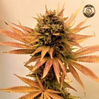 Prana Medical - HELL'S BREATHZ F1 (Regular) Prana Medical - HELL'S BREATHZ F1 (Regular)
