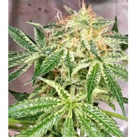 Prana Medical - HELL'S TWILIGHT F1 (Regular) Prana Medical - HELL'S TWILIGHT F1 (Regular)