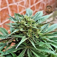 Prana Medical - INCA BERRY (FKA AZAZEL) F1 (Regular) Prana Medical - INCA BERRY (FKA AZAZEL) F1 (Regular)