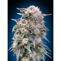 00 Seeds - Kush Fast (Feminized) 00 Seeds - Kush Fast (Feminized)
