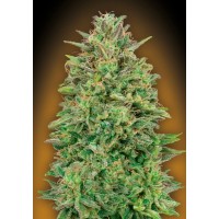 00 Seeds - Skunk (Feminized) 00 Seeds - Skunk (Feminized)