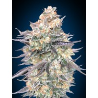 00 Seeds - Blue Dream (Feminized) 00 Seeds - Blue Dream (Feminized)