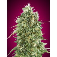 00 Seeds - Bubble Gum CBD (Feminized) 00 Seeds - Bubble Gum CBD (Feminized)