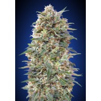 00 Seeds - California Kush (Feminized) 00 Seeds - California Kush (Feminized)