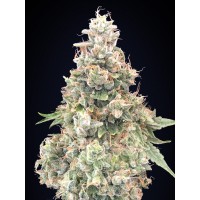 00 Seeds - California Kush Fast (Feminized) 00 Seeds - California Kush Fast (Feminized)
