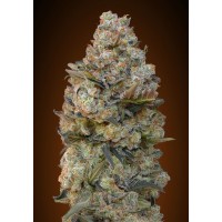 00 Seeds - Chocolate Skunk (Feminized) 00 Seeds - Chocolate Skunk (Feminized)