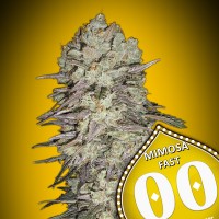00 Seeds - Mimosa Fast (Feminized) 00 Seeds - Mimosa Fast (Feminized)