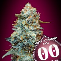 00 Seeds - Sweet Somango Fast (Feminized) 00 Seeds - Sweet Somango Fast (Feminized)