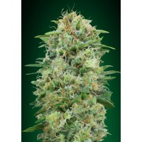 00 Seeds - White Widow CBD (Feminized) 00 Seeds - White Widow CBD (Feminized)