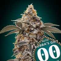 00 Seeds - Bubba's Gift (Autoflowering) 00 Seeds - Bubba's Gift (Autoflowering)