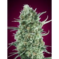 00 Seeds - Bubble Gum XXL (Autoflowering) 00 Seeds - Bubble Gum XXL (Autoflowering)