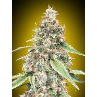 00 Seeds - Lemon OG (Autoflowering) 00 Seeds - Lemon OG (Autoflowering)
