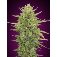 00 Seeds - Super Skunk (Autoflowering) 00 Seeds - Super Skunk (Autoflowering)