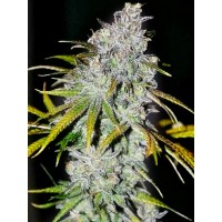 The Cali Connection - 22 (Feminized) The Cali Connection - 22 (Feminized)