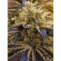 The Cali Connection - Alien OG (Feminized) The Cali Connection - Alien OG (Feminized)