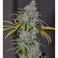 The Cali Connection - Blue Dream Haze (Feminized) The Cali Connection - Blue Dream Haze (Feminized)