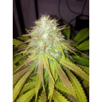 The Cali Connection - Boss Hog (Autoflowering) The Cali Connection - Boss Hog (Autoflowering)