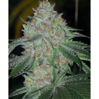 The Cali Connection - Buddha Tahoe OG (Feminized) The Cali Connection - Buddha Tahoe OG (Feminized)