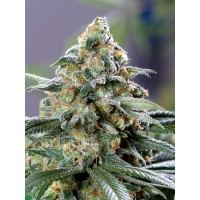 The Cali Connection - CBD OG (Feminized) The Cali Connection - CBD OG (Feminized)