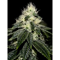 The Cali Connection - Chem 91 Sk Va (Feminized) The Cali Connection - Chem 91 Sk Va (Feminized)
