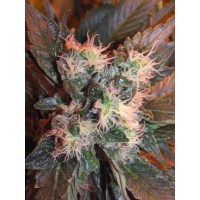 The Cali Connection - Chem Valley Kush (Feminized) The Cali Connection - Chem Valley Kush (Feminized)