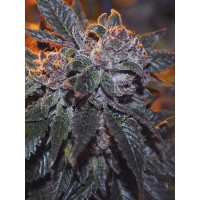The Cali Connection - Corleone Kush (Feminized) The Cali Connection - Corleone Kush (Feminized)