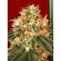 The Cali Connection - Deadhead OG (Feminized) The Cali Connection - Deadhead OG (Feminized)