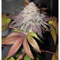 The Cali Connection - Fruit Cup (Feminized) The Cali Connection - Fruit Cup (Feminized)
