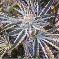 The Cali Connection - Fruit Tree (Feminized) The Cali Connection - Fruit Tree (Feminized)