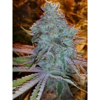 The Cali Connection - Girls Scout Cookies (Feminized) The Cali Connection - Girls Scout Cookies (Feminized)
