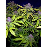 The Cali Connection - Grape Kush (Feminized) The Cali Connection - Grape Kush (Feminized)