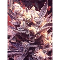 The Cali Connection - Grape OG (Feminized) The Cali Connection - Grape OG (Feminized)