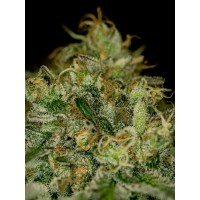 The Cali Connection - Green Crack (Feminized) The Cali Connection - Green Crack (Feminized)