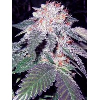 The Cali Connection - Julius Caesar (Feminized) The Cali Connection - Julius Caesar (Feminized)