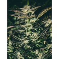 The Cali Connection - Jupiter OG Kush (Feminized) The Cali Connection - Jupiter OG Kush (Feminized)