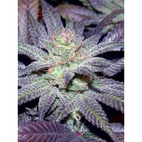 The Cali Connection - LA Affie (Feminized) The Cali Connection - LA Affie (Feminized)