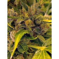 The Cali Connection - LA Cookies (Feminized) The Cali Connection - LA Cookies (Feminized)